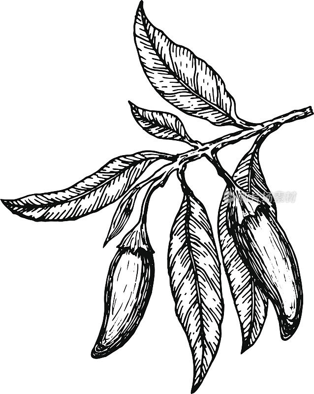 手绘Ñhili pepper在树枝上。矢量插图。